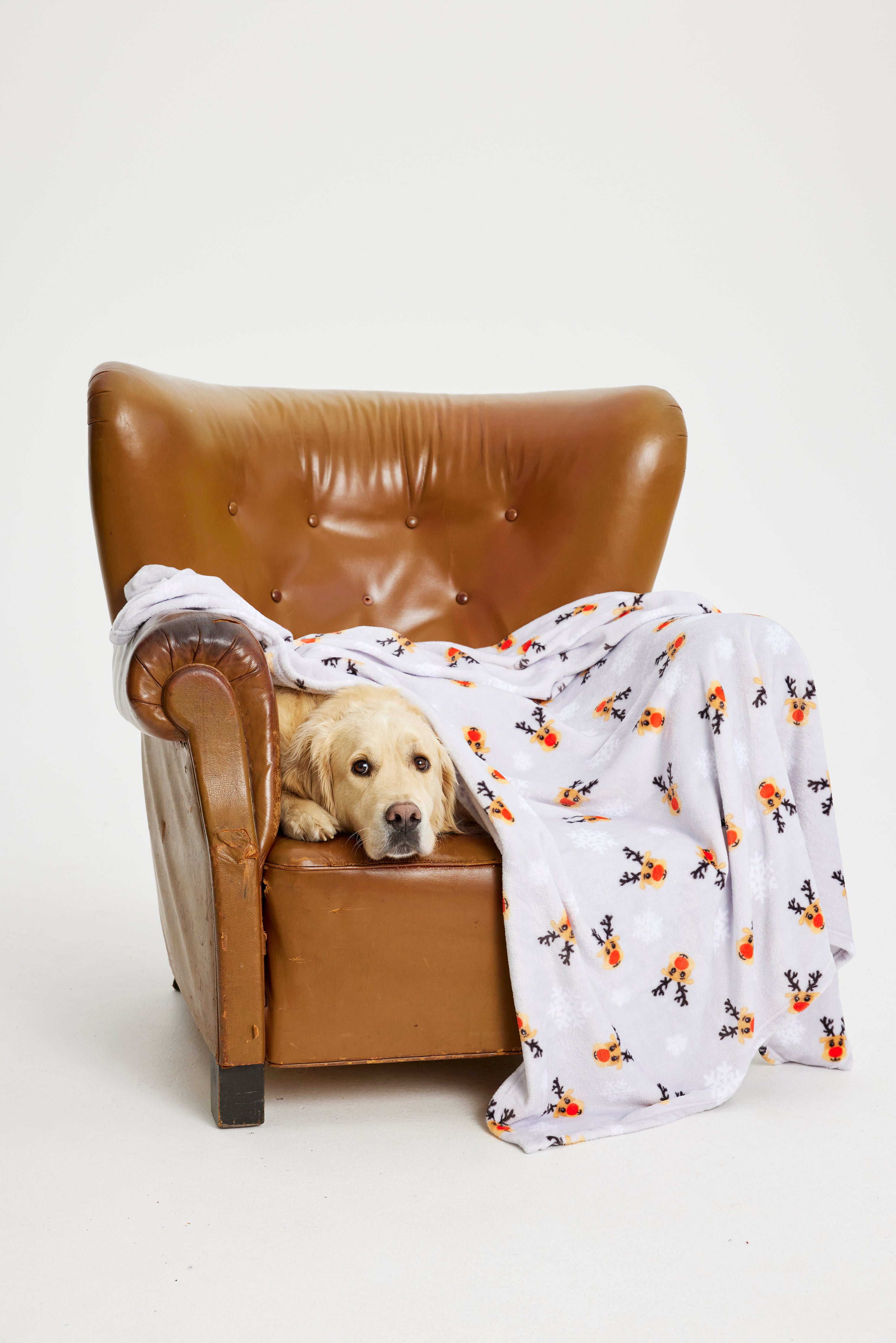 Een hond liggend in een stoel met een kerstdeken.